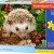 Hedgehog Berries 100pcs (B-111145) Castorland