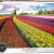 EUROGRAPHICS ΠΆΖΛ 1000ΤΕΜ. 6000-5326 TULIP FIELD - NETHERLANDS HDR PHOTOGRAPHY SERIES