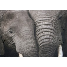 Loxodonta Africana Amboseli National Park 1000pcs (2801N15335) Ricordi